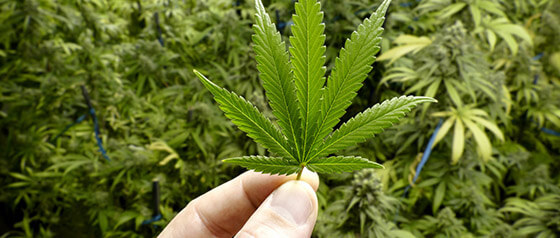 大麻法如何影响华盛顿