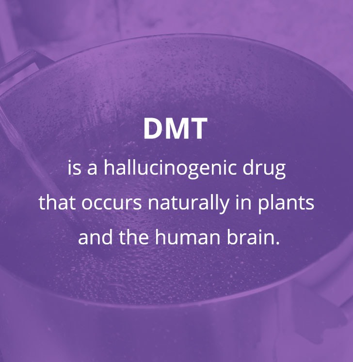 DMT是一种致幻药物，自然存在于植物和人类大脑中。