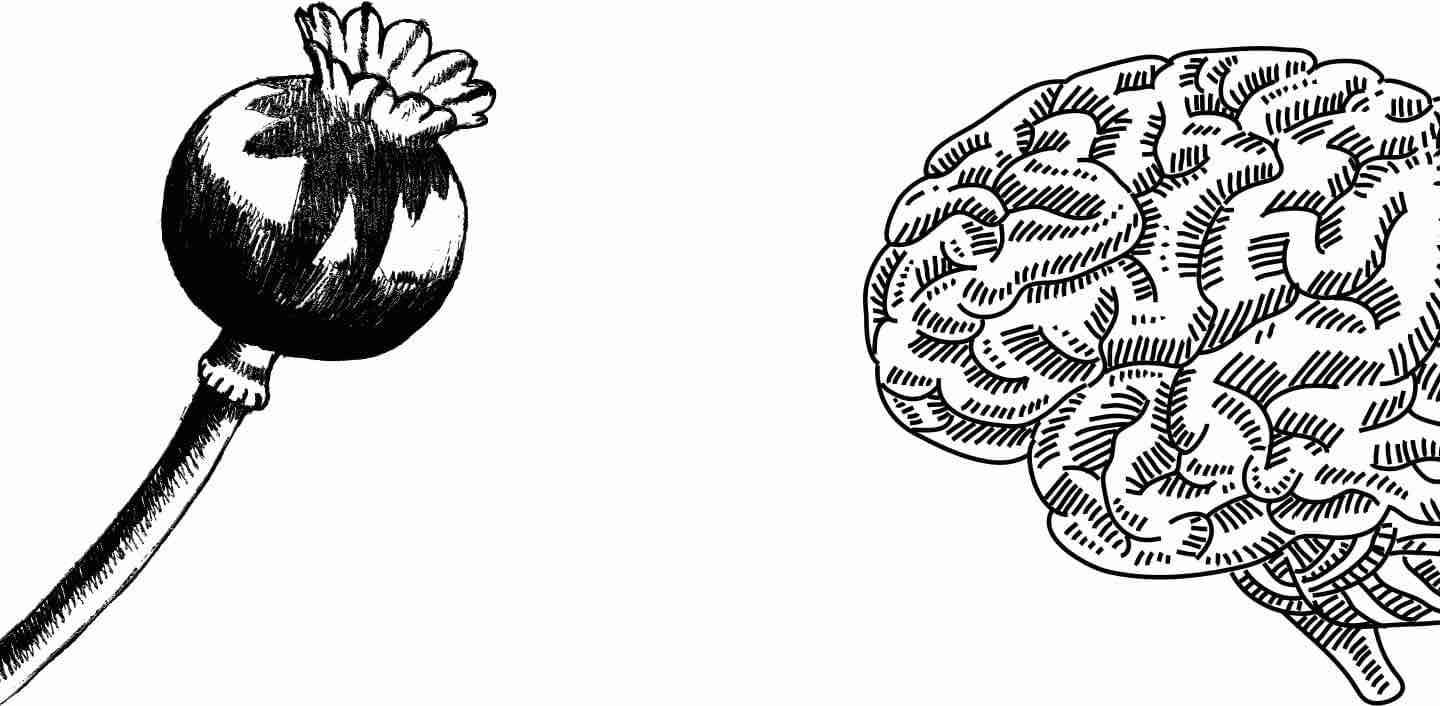 罂粟和大脑