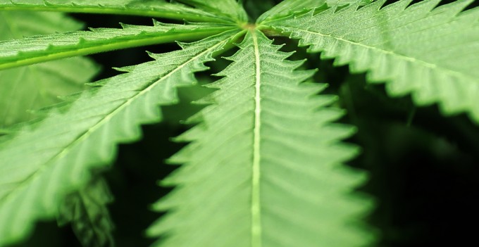 DEA拒绝重新分类大麻